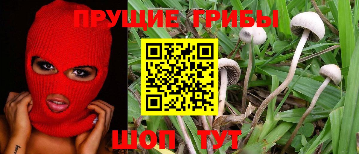 Камышин  Галлюциногенные грибы Cubensis  Вход с VPN 
