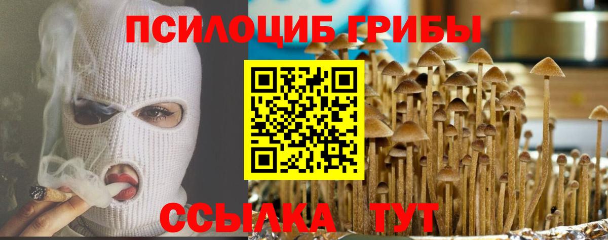 Псилоцибиновые грибы Cubensis Камышин